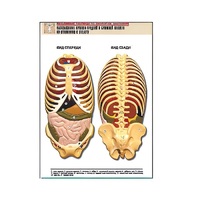 Рельефная таблица "Расположение органов грудной и брюшной полостей по отношению к скелету"(формат А1, лам.) - «globural.ru» - Нижняя Тура