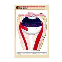 Рельефная таблица "Глаз. Строение" (формат А1, матовое ламинир.) - «globural.ru» - Нижняя Тура