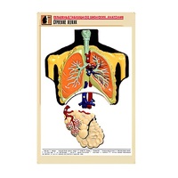 Рельефная таблица "Строение легких" (формат А1, матовое ламинир.) - «globural.ru» - Нижняя Тура