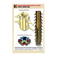 Рельефная таблица "Строение спинного мозга " (формат А1, матовое ламинир.) - «globural.ru» - Нижняя Тура