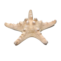 Сухой препарат "Звезда морская" (вариант 2) - «globural.ru» - Нижняя Тура