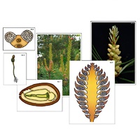 Модель-аппликация "Размножение сосны" (ламинированная) - «globural.ru» - Нижняя Тура