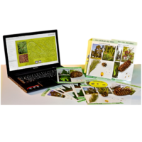 Коллекция натурально-интерактивная "Голосеменные растения" - «globural.ru» - Нижняя Тура