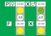 Модель-аппликация Дигибридное скрещивание. Законы Менделя. (набор из 84 карт) - «globural.ru» - Нижняя Тура
