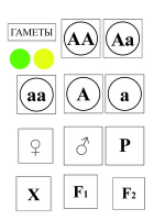 Модель-аппликация Моногибридное скрещивание и его цитологические основы - «globural.ru» - Нижняя Тура
