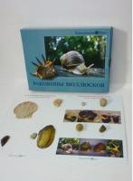 Коллекция "Раковины моллюсков" (вариант 2) - «globural.ru» - Нижняя Тура