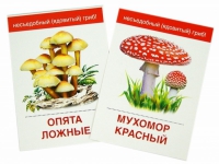 Раздаточные карточки "Грибы съедобные и не съедобные" - «globural.ru» - Нижняя Тура