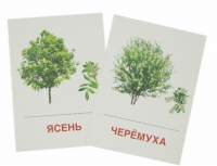 Раздаточные карточки "Деревья и кустарники" - «globural.ru» - Нижняя Тура
