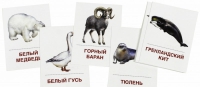 Раздаточные карточки "Животные холодных широт" - «globural.ru» - Нижняя Тура