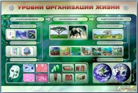 Электрифицированный стенд "Уровни организации жизни" - «globural.ru» - Нижняя Тура