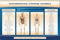 Электрифицированный стенд-тренажер c макетом скелета "Анатомическое строение человека" - «globural.ru» - Нижняя Тура
