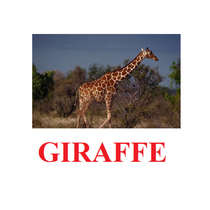 "Wild Animals-1" ("Дикие животные-1") английские карточки Домана - «globural.ru» - Нижняя Тура