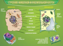Стенд "Строение животной и растительной клеток" - «globural.ru» - Нижняя Тура