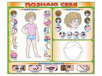 Стенд маркерный "Познаю себя" (тело, голова, органы чувств) - «globural.ru» - Нижняя Тура