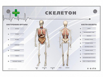 Электрифицированный стенд-тренажер "Скелетон" - «globural.ru» - Нижняя Тура