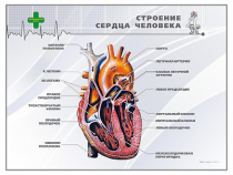 Стенд "Строение сердца человека" - «globural.ru» - Нижняя Тура