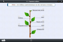 Интерактивные курсы. Биология 6 класс. Расширенный - «globural.ru» - Нижняя Тура