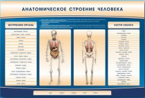 Электрифицированный стенд-тренажер c макетом скелета "Анатомическое строение человека" - «globural.ru» - Нижняя Тура
