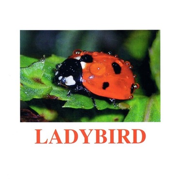 "Insects" ("Насекомые") английские карточки Домана - «globural.ru» - Нижняя Тура