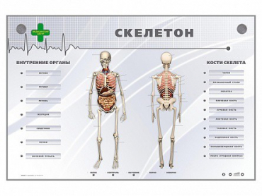 Электрифицированный стенд-тренажер "Скелетон" - «globural.ru» - Нижняя Тура