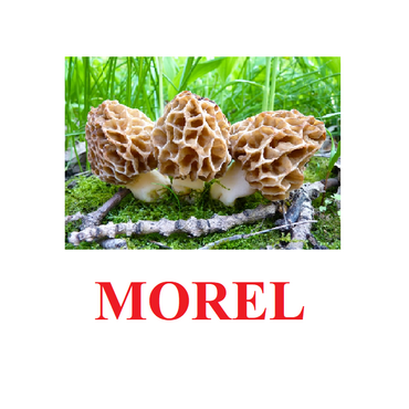 "Mushrooms" ("Грибы") английские карточки Домана - «globural.ru» - Нижняя Тура