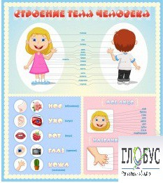 Стенд "Строение человека" для детей - «globural.ru» - Нижняя Тура