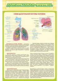 Стенд "Дыхательная система" - «globural.ru» - Нижняя Тура
